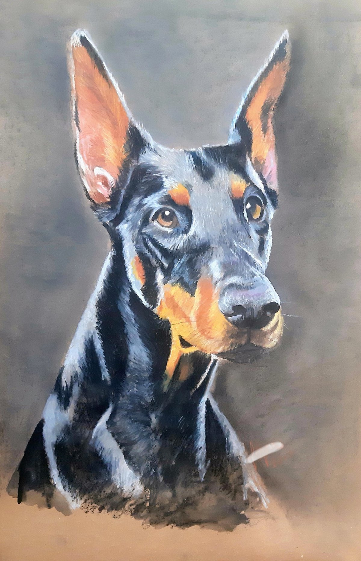 Perdita  / Doberman portre